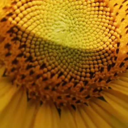 Girasole Hébergement de vacances Vittorio Veneto